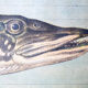 Educational poster, luce, carp, lithograph, Karl Jansky, Böhmen, 1897