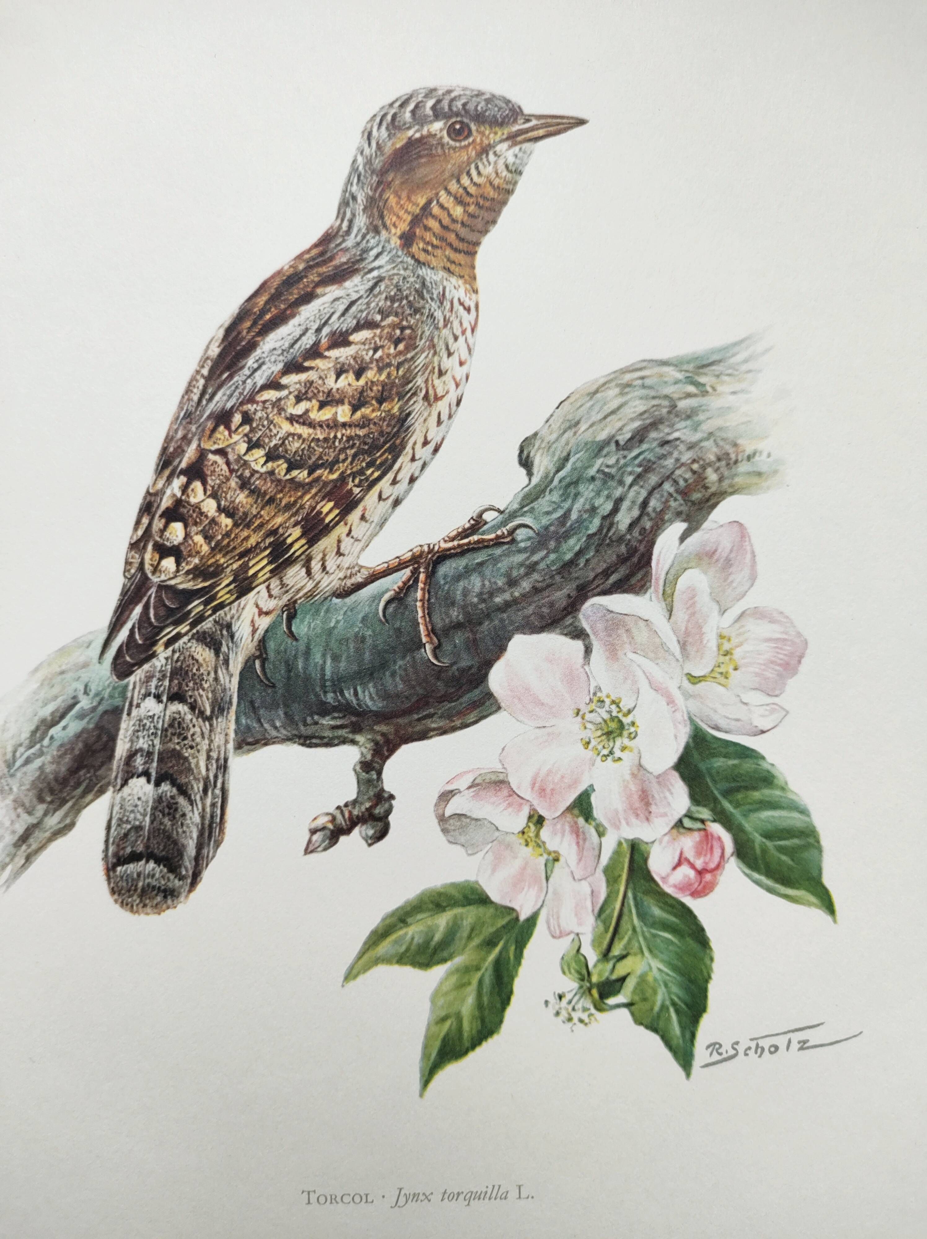 Old bird plate from the 1960s - Wryneck - Natural animal illustration