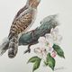 Old bird plate from the 1960s - Wryneck - Natural animal illustration
