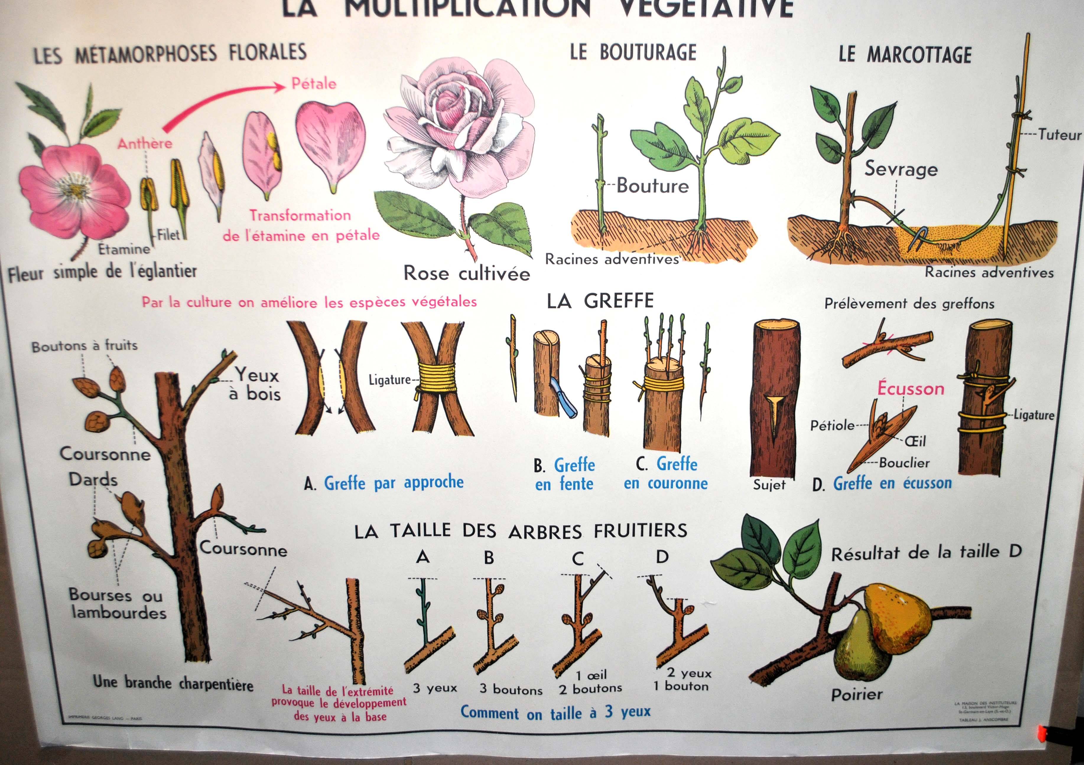 Nature school educational poster "plant multiplication" "the fertilization of a flower" lang