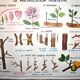 Nature school educational poster "plant multiplication" "the fertilization of a flower" lang