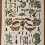 Lithograph on the vine (XL) - 1920