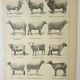 Old engraving 1922, Sheep, sheep breeds, ram, wool • Lithograph, Original plate