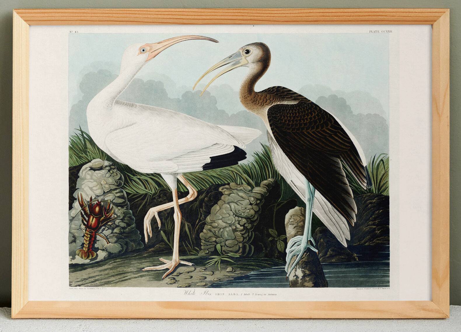 Poster for the white Ibis, based on an old engraving from 1827.