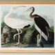 Poster for the white Ibis, based on an old engraving from 1827.