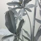 Flower Brass Floor Lamp, 1970s