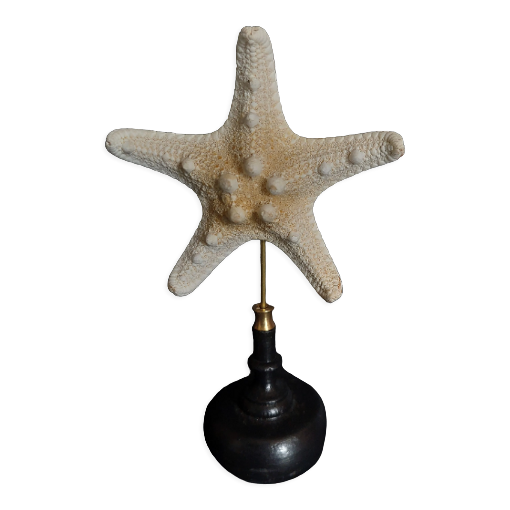 Cabinet of curiosities starfish protoreaster nodosus on pedestal