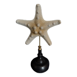 Cabinet of curiosities starfish protoreaster nodosus on pedestal