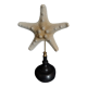 Cabinet de curiosités étoile de mer protoreaster nodosus sur socle