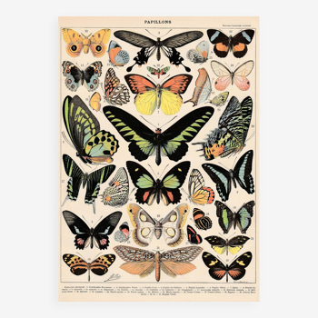 Planche lithographie les papillons exotiques 1900