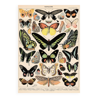 Planche lithographie les papillons exotiques 1900