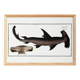 Poster about the hammerhead shark, a fish, based on an old engraving