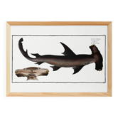 Affiche sur le requin-marteau, poisson, d’après une gravure ancienne