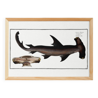 Poster about the hammerhead shark, a fish, based on an old engraving