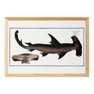 Affiche sur le requin-marteau, poisson, d’après une gravure ancienne