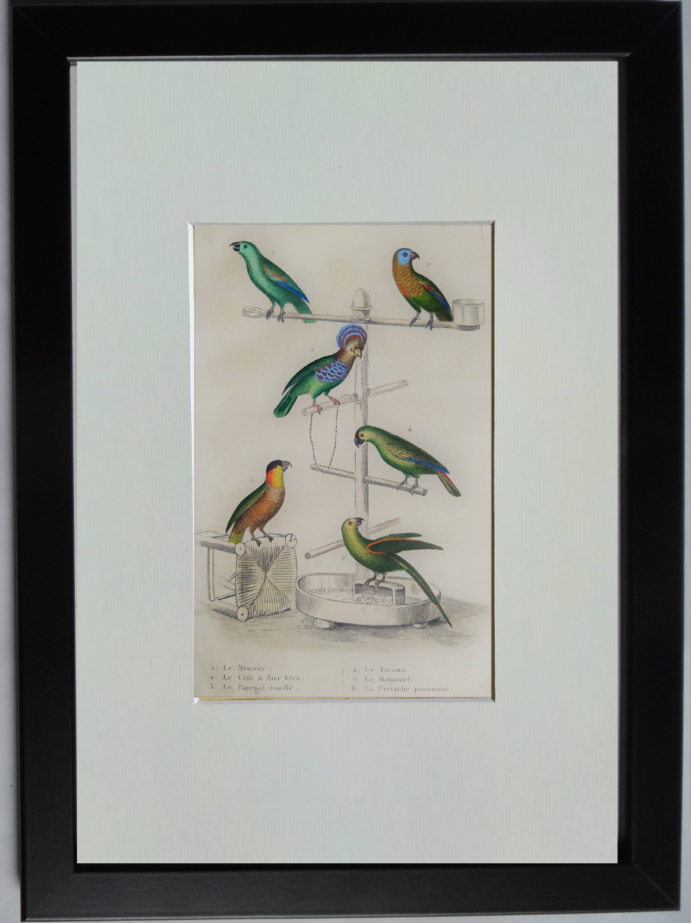 Original Ornithological plate " Meunier - Crik with blue face - &c... " Buffon (1836)