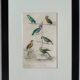 Original Ornithological plate " Meunier - Crik with blue face - &c... " Buffon (1836)