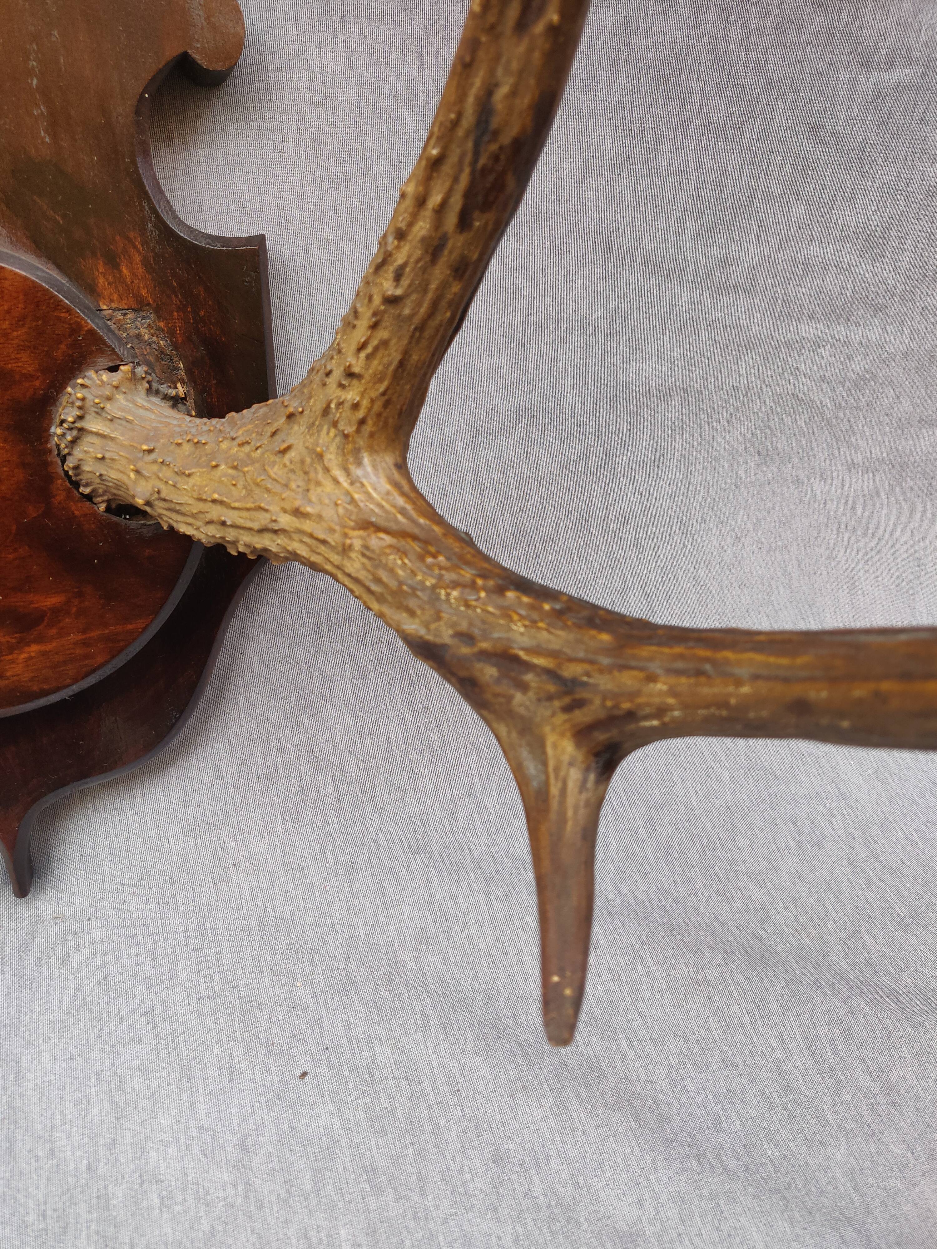 Hunting trophy chevreuil horns