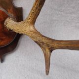 Hunting trophy chevreuil horns
