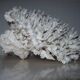 White coral