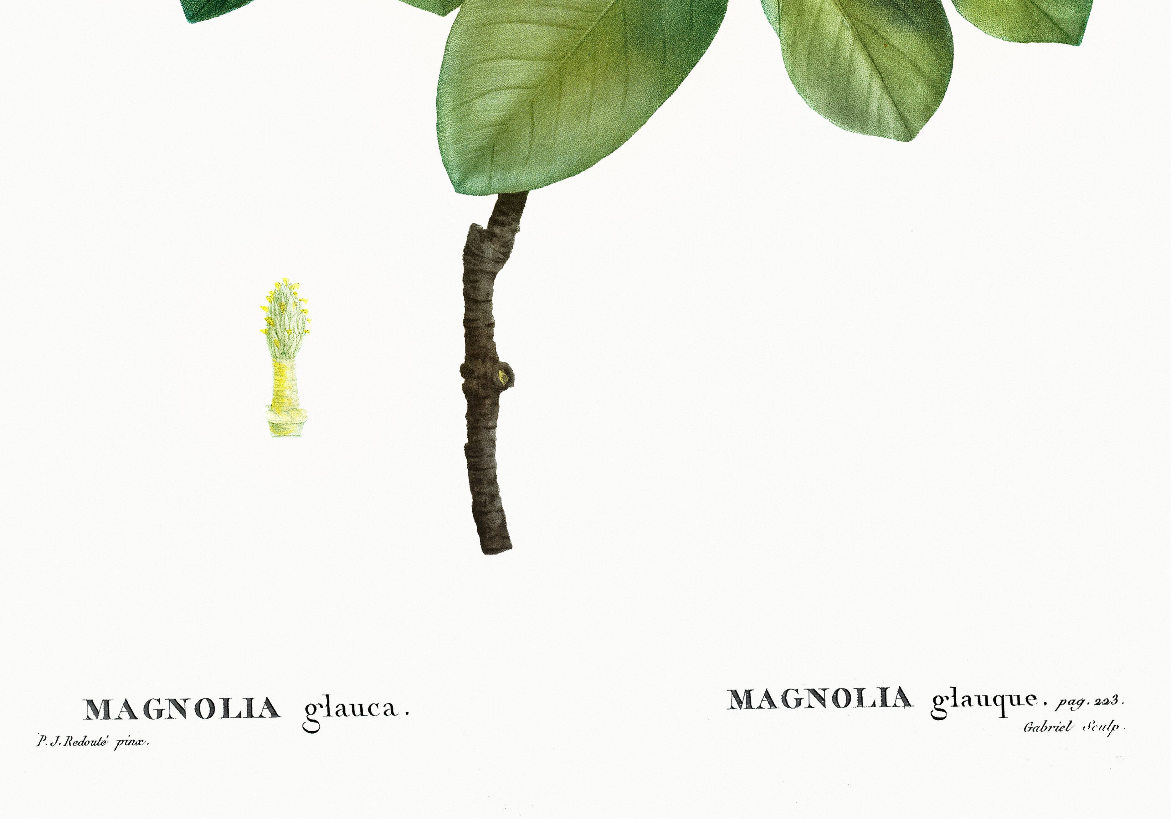 Botanical poster on the Magnolia, after an old engraving from 1802