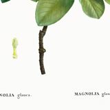Botanical poster on the Magnolia, after an old engraving from 1802
