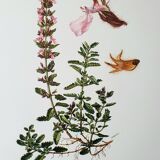 Duo of botanical plates