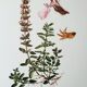 Duo of botanical plates