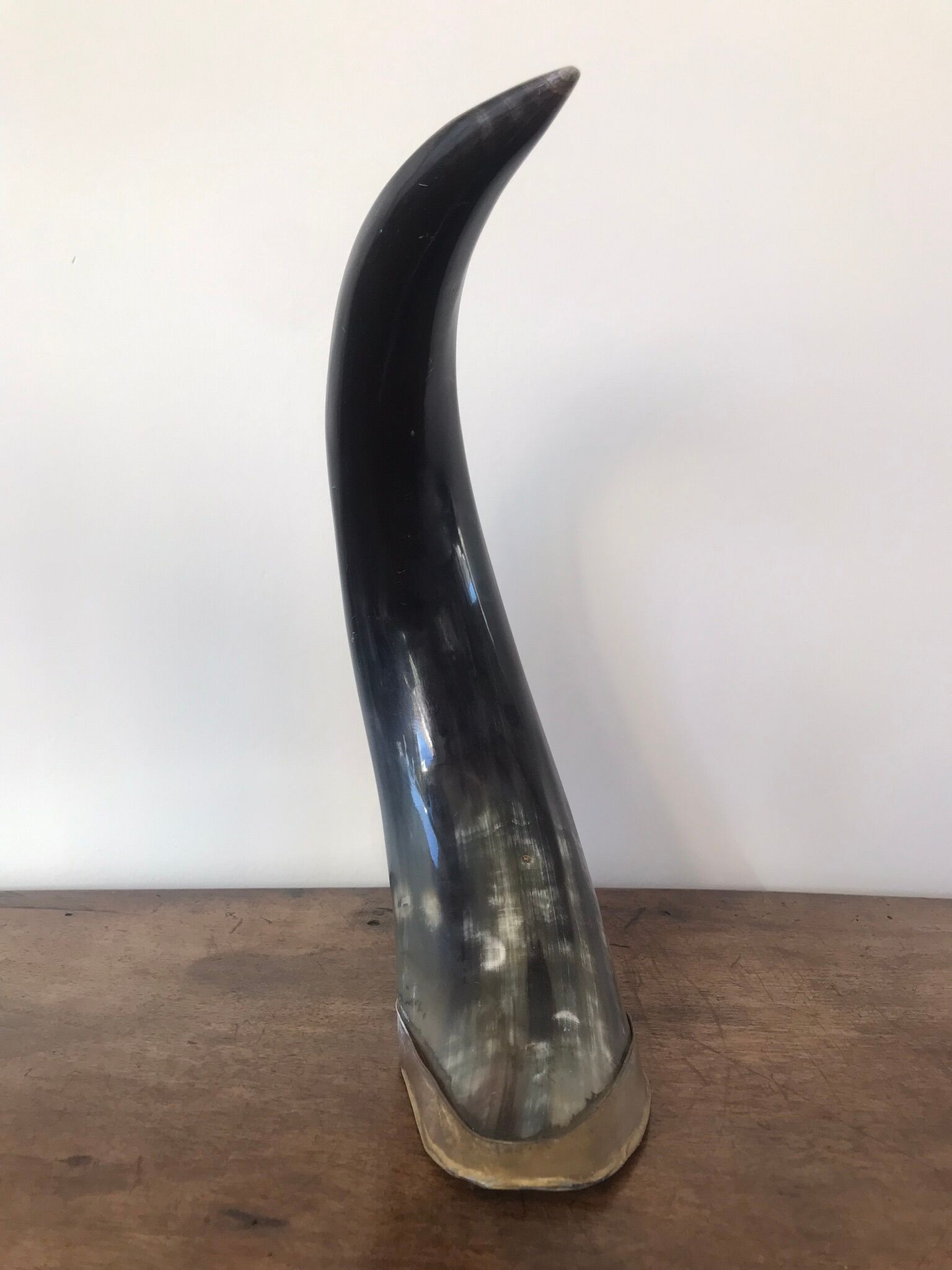 Polished beef horn on brass base
