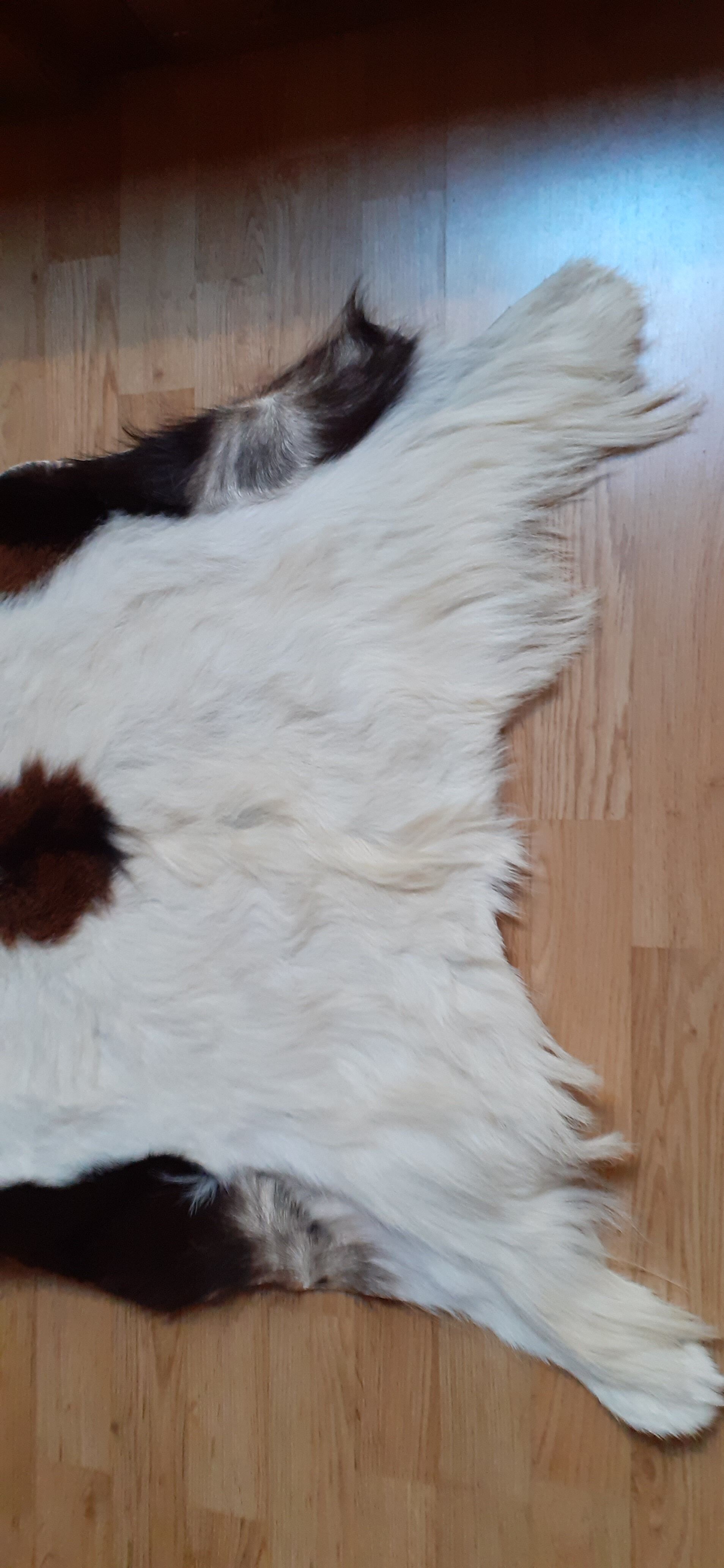New goat skin