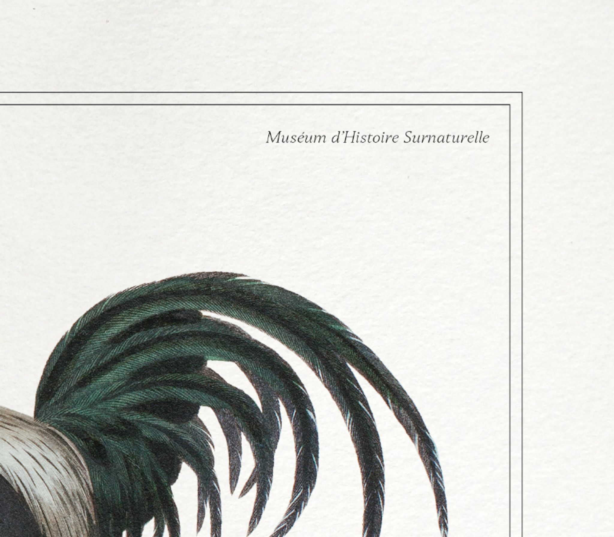 Chimera lithograph animal engraving - the coquandérou