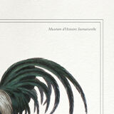 Chimera lithograph animal engraving - the coquandérou