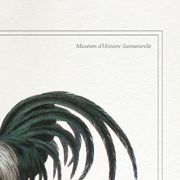 Chimera lithograph animal engraving - the coquandérou