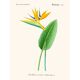 Vintage botanical illustration of Strelitzia Bird of Paradise flower.