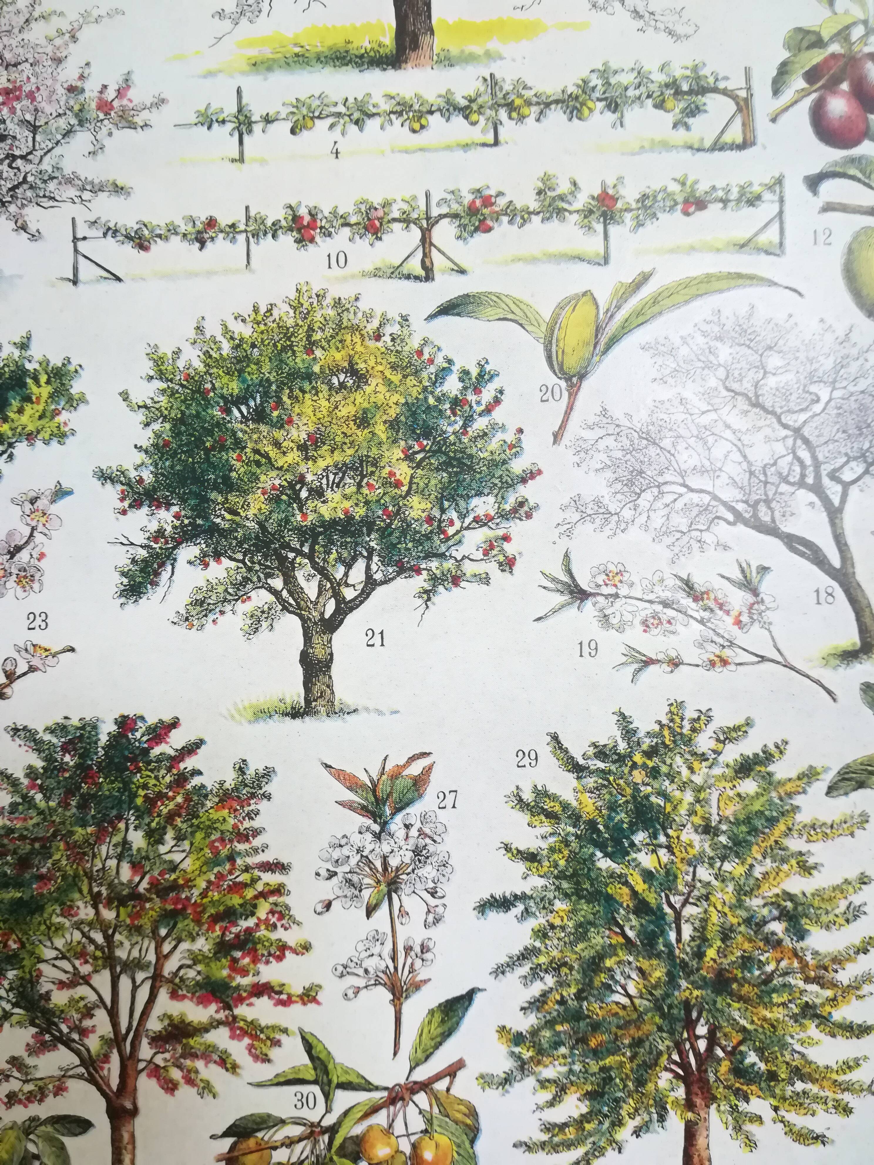 Lithographie sur les arbres fruitiers de 1928 "verger"