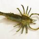 Brass shrimp