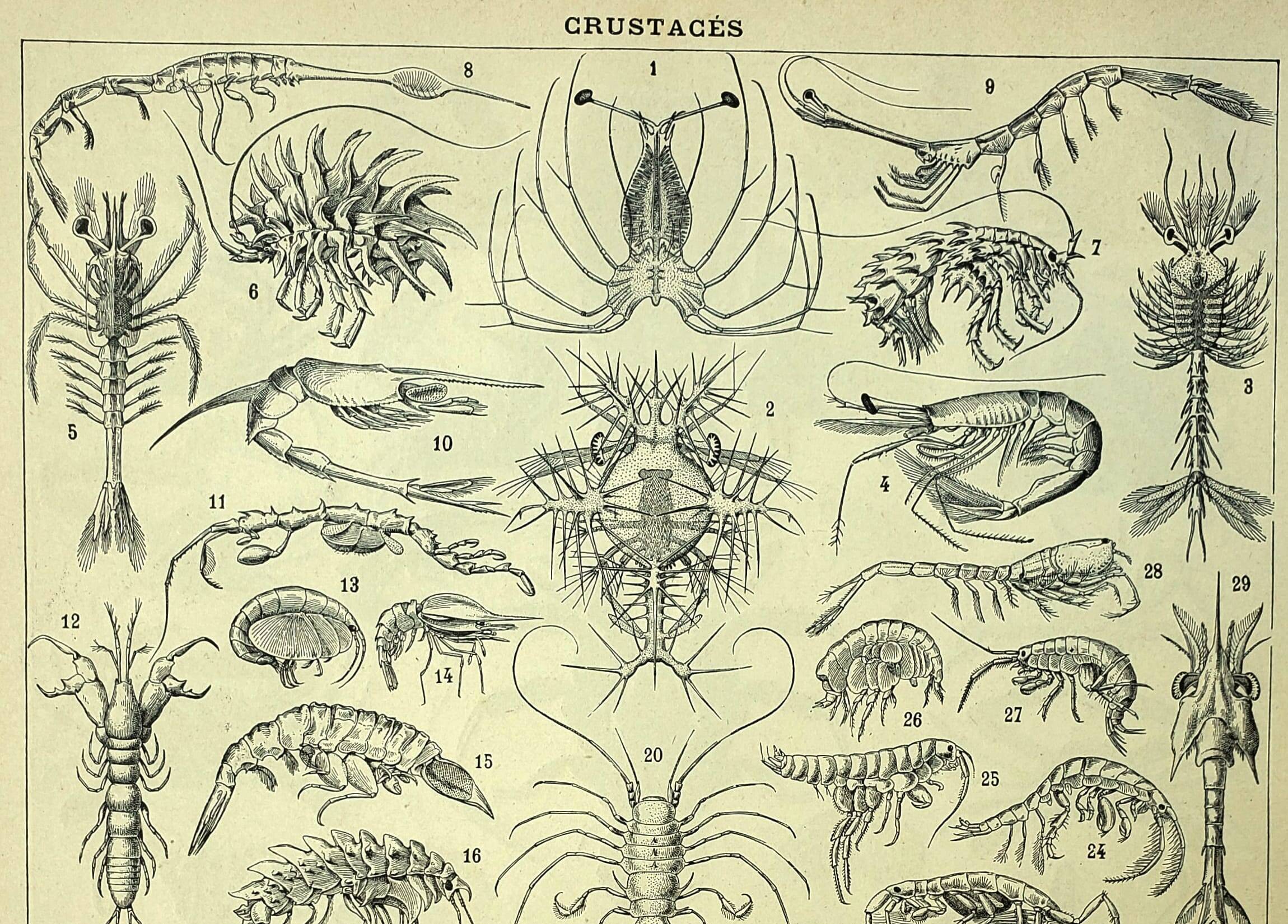 Old engraving 1928 - Crustaceans (2) by A. Millot. Plate Beach, ocean