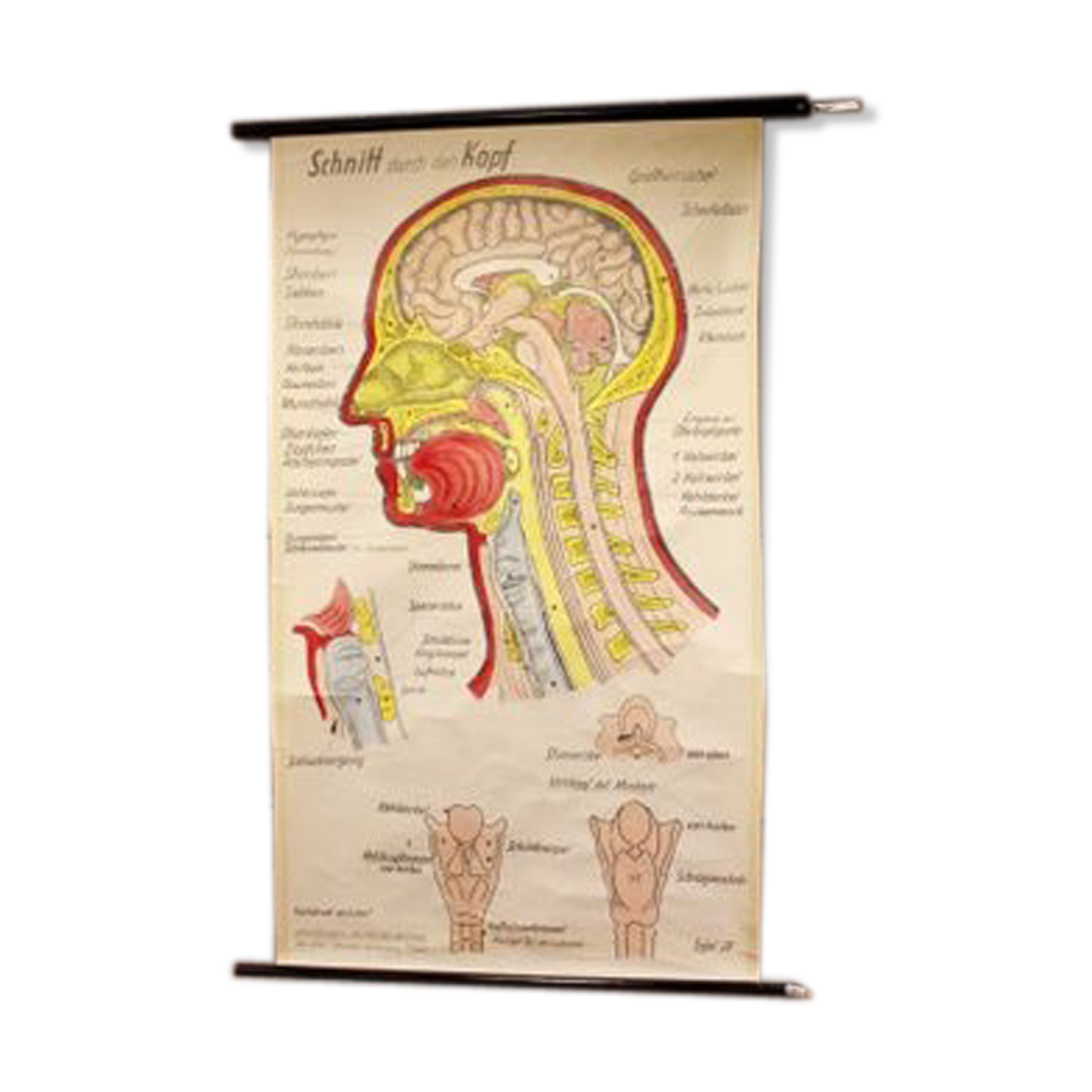 Poster allemand de l'anatomie de la tête années 60