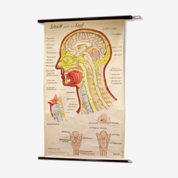 Poster allemand de l'anatomie de la tête années 60