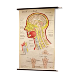 Poster allemand de l'anatomie de la tête années 60