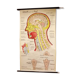 The Anatomy of the head 60 years German poster