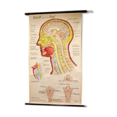 Poster allemand de l'anatomie de la tête années 60