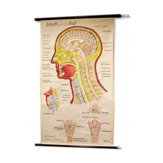 Poster allemand de l'anatomie de la tête années 60