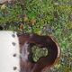 Tripod chair/stool in wood and goatskin