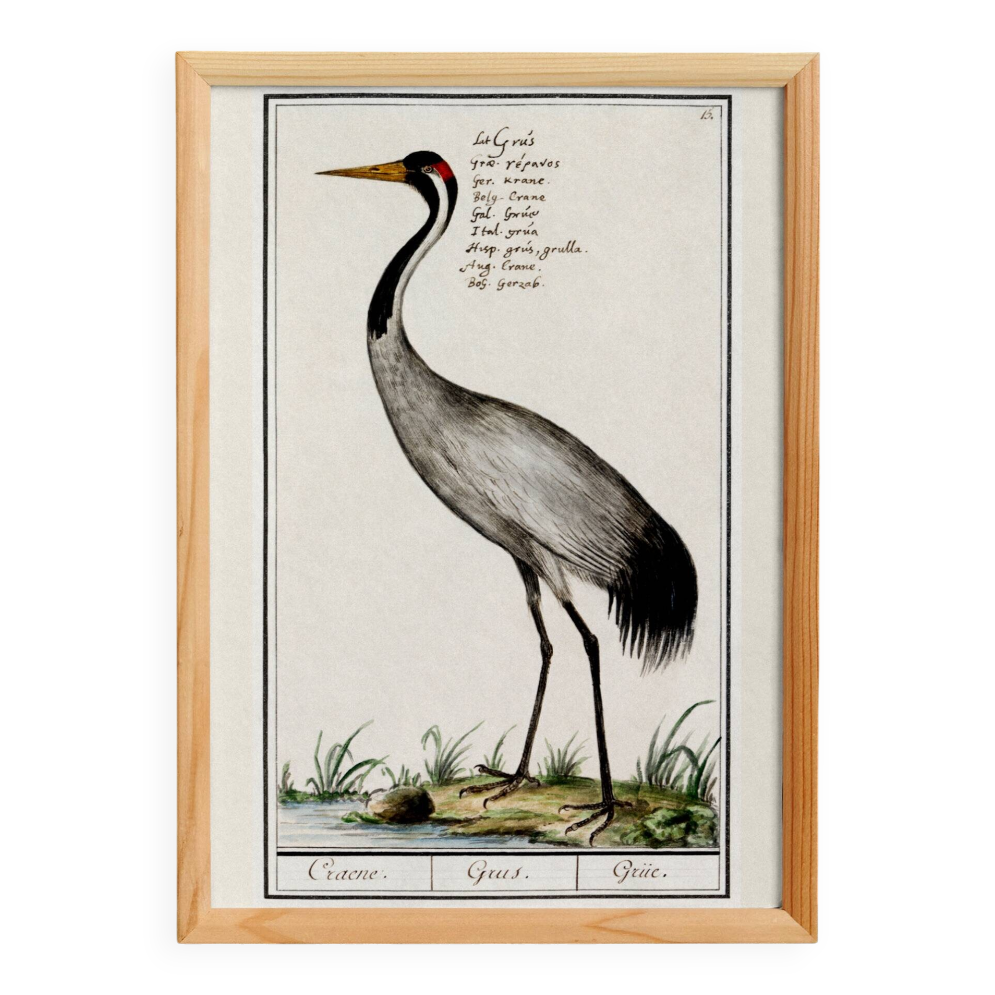 Small poster about the crane, after an old engraving from 1610.