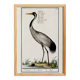Small poster about the crane, after an old engraving from 1610.