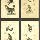 Set of 3 framed panels with 12 engravings from "Le Règne Animal" Georges