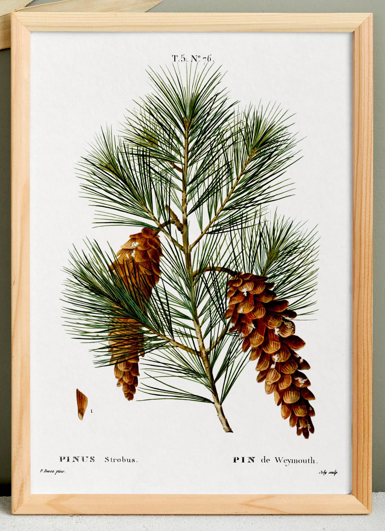 Botanical poster about the pine tree, after an old engraving from 1802