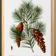 Botanical poster about the pine tree, after an old engraving from 1802