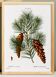 Affiche botanique sur le pin, d’après une gravure ancienne de 1802